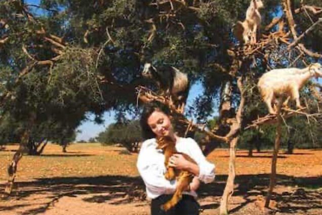 Goats on the Tree Tour from Agadir