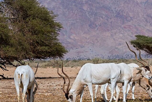 Agadir National Park wilderness Life